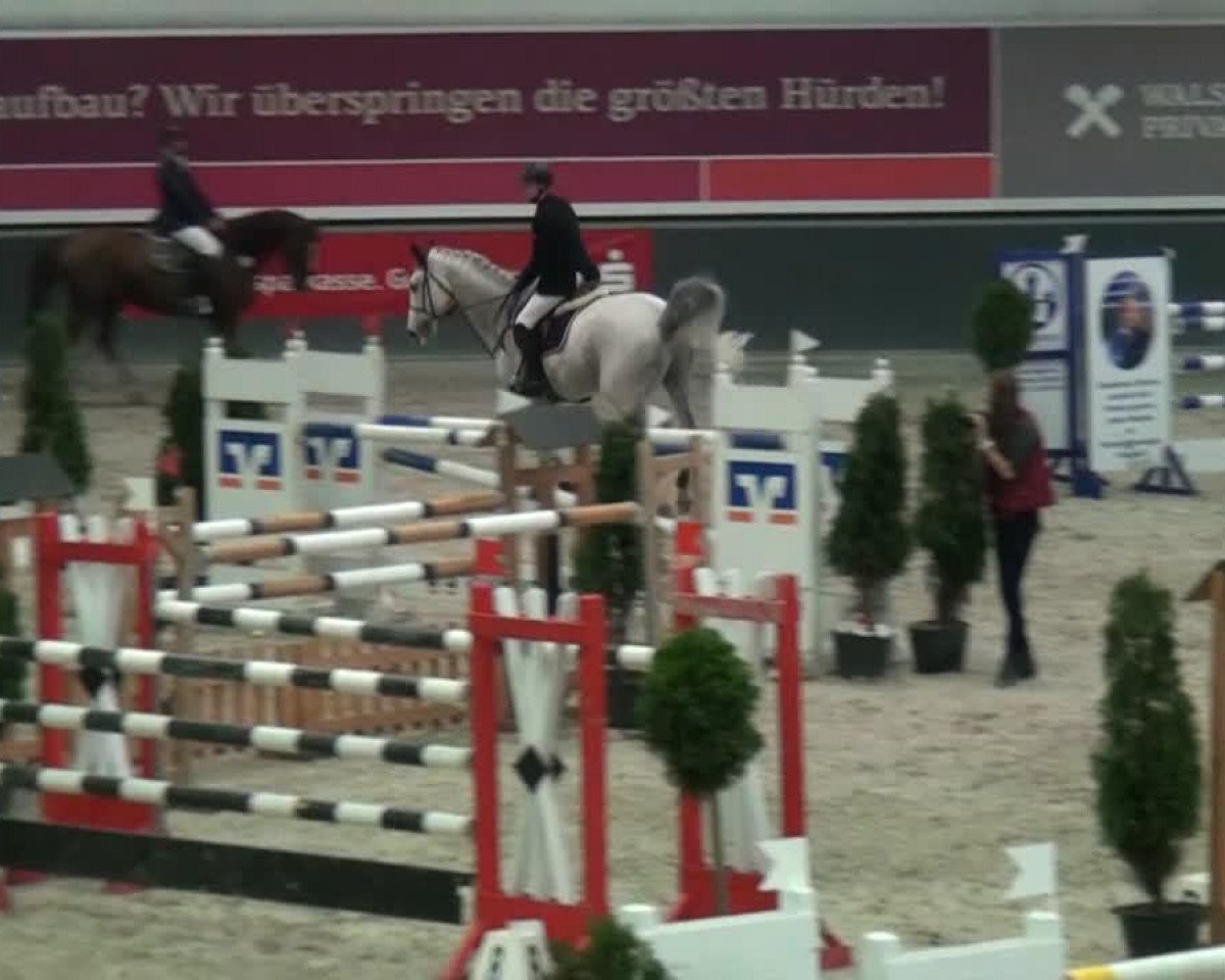 horse Oskar 250 (Danish Warmblood, 2002, from Carano)
