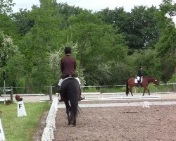 dressage horse Missouri 69 (Thoroughbred, 1998, from Placido Domingo xx)