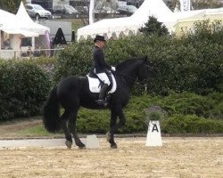 dressage horse Teade G.B. (Friese, 2006, from Botte 414)