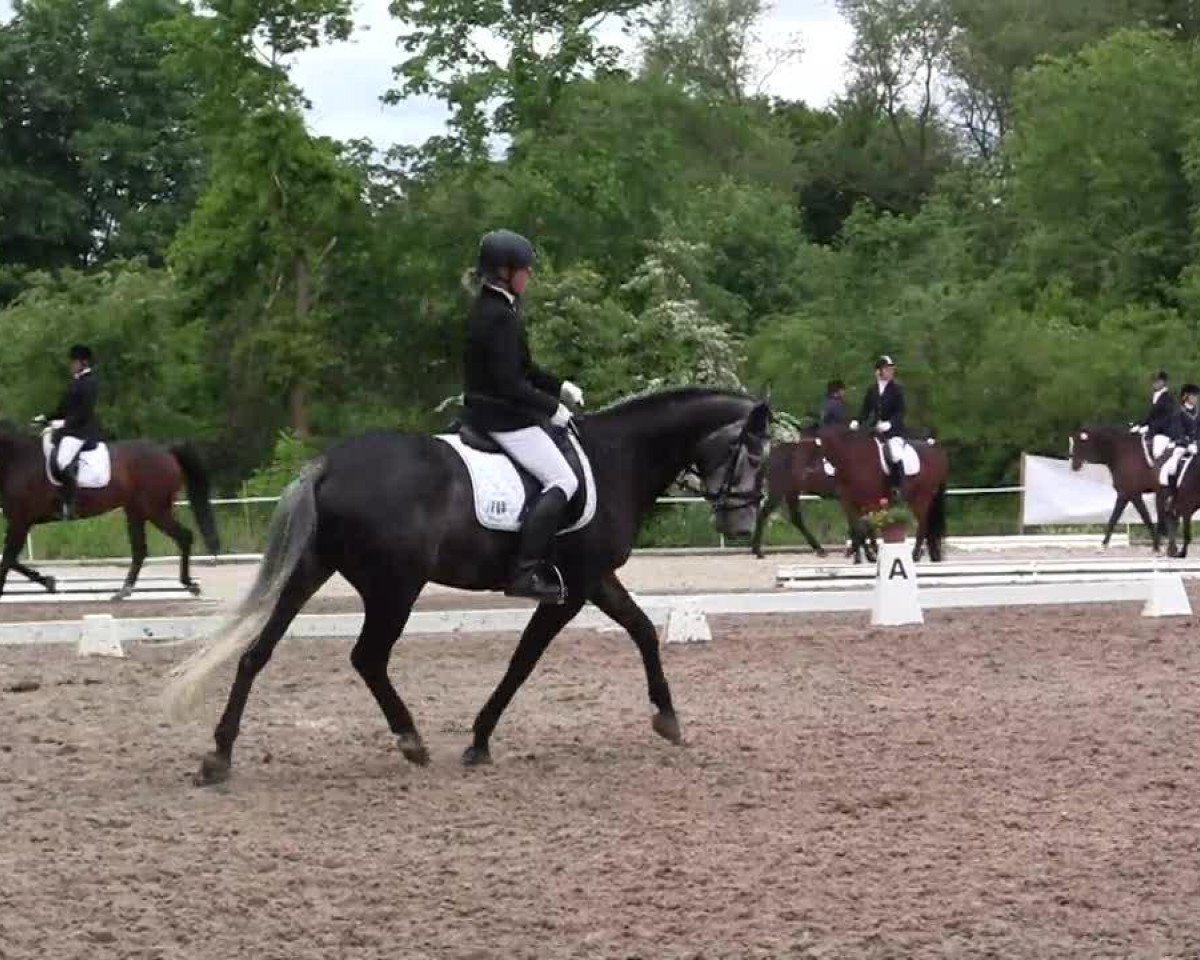 Springpferd Corona 102 (Westfale, 2007, von Contini)