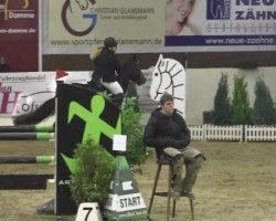 jumper Cattara (Oldenburg show jumper, 2007, from Alexis Z)