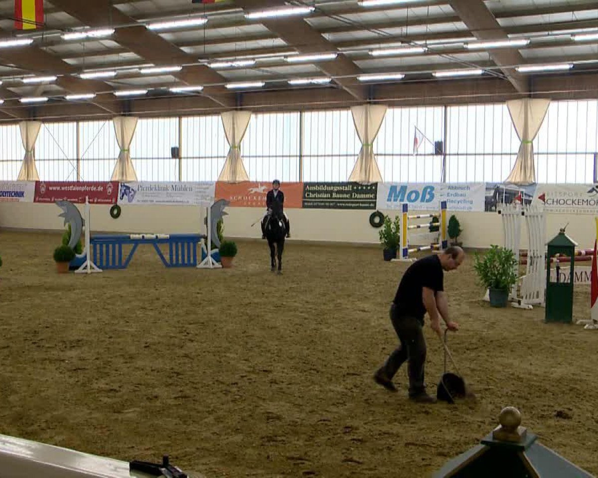 Springpferd Lordana 37 (Hannoveraner, 2006, von Lordanos)