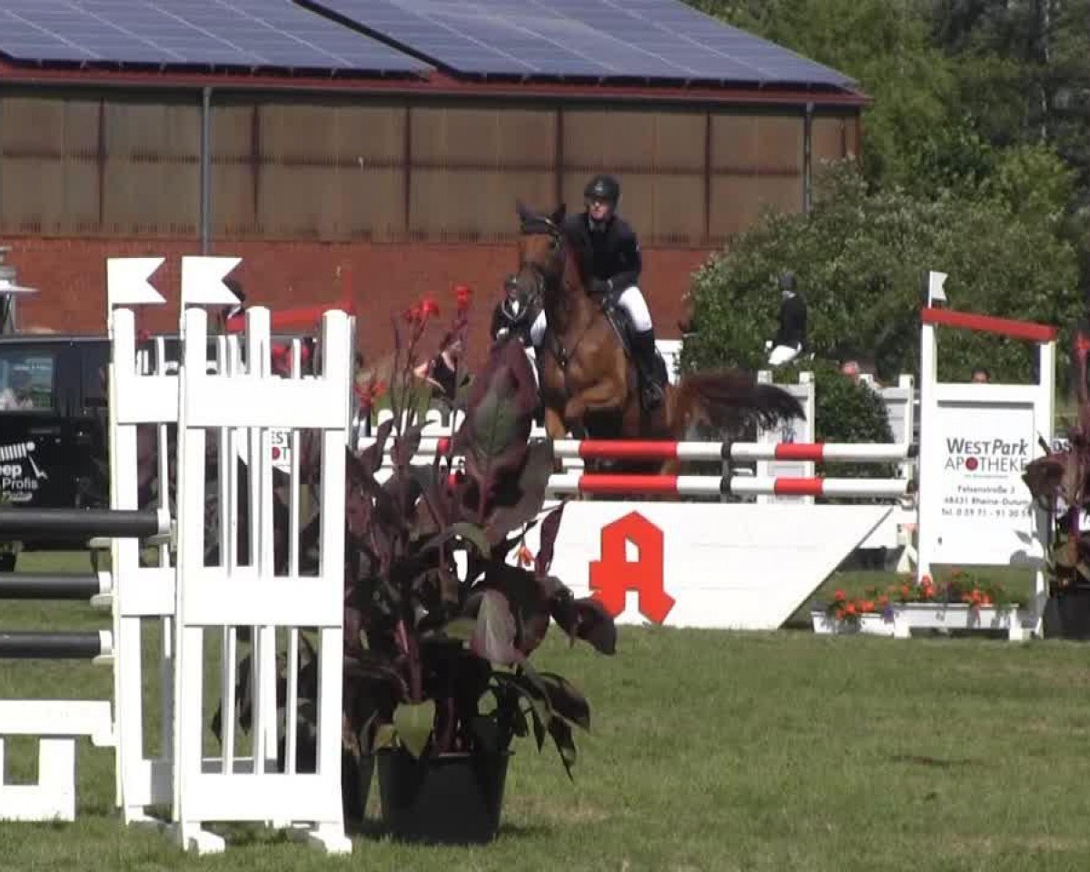 jumper Red Rose 26 (Oldenburg, 2006, from Faustinus)