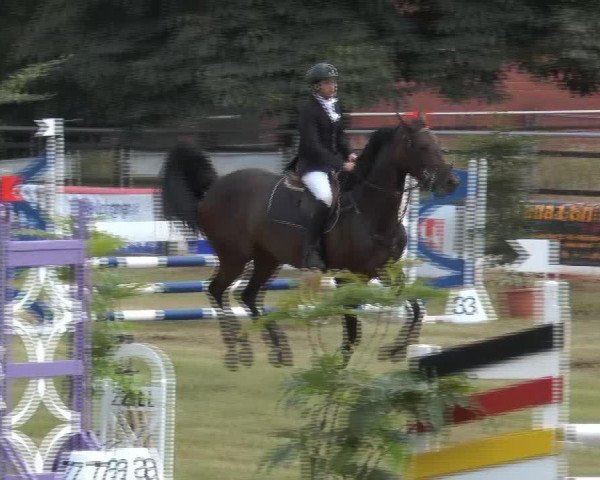 jumper Quiesel H (Oldenburg, 2007, from Quality 9)