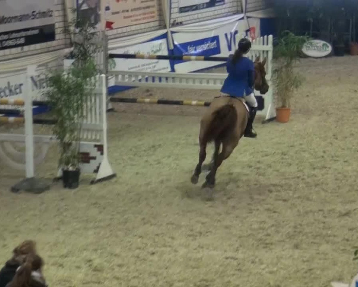 jumper Quick Lady 14 (Oldenburg, 2008, from Quicksilber)
