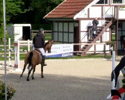 jumper Speed 26 (Swedish Warmblood, 2007, from Spender S)