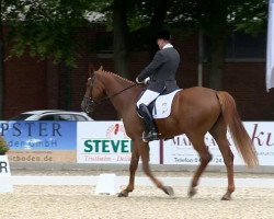 dressage horse Reitboden Stuckenberg's Diva (Hanoverian, 2008, from Desperados FRH)