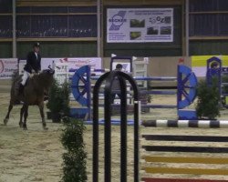 jumper Melitta (Swedish Warmblood, 1997)