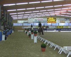 dressage horse Welt-Go (Hanoverian, 2005, from Weltmeyer)