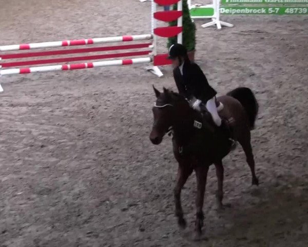 jumper Happy Feat (German Riding Pony, 2004)