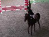 jumper Happy Feat (German Riding Pony, 2004)