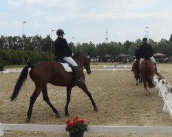 dressage horse Rolina 3 (Rhinelander, 2007, from Rock Forever NRW)