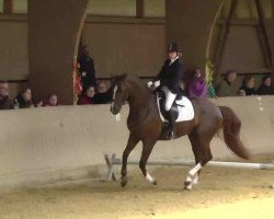 dressage horse Sundance (Hanoverian, 2006, from De Niro)