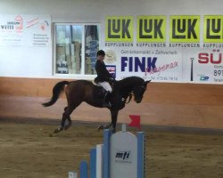 jumper Caracci M (Oldenburg show jumper, 2008, from Carano)