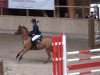 jumper Peter Pan 166 (German Riding Pony, 2008, from Petite Filou)