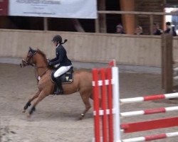 jumper Peter Pan 166 (German Riding Pony, 2008, from Petite Filou)