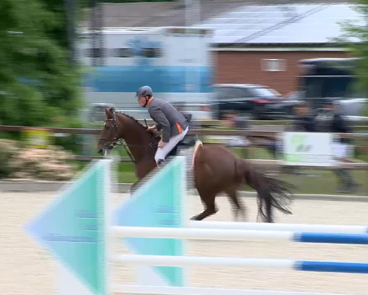 Springpferd Camaro 122 (KWPN (Niederländisches Warmblut), 2007, von Lord Z)