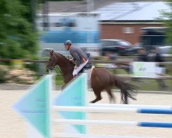 jumper Camaro 122 (KWPN (Royal Dutch Sporthorse), 2007, from Lord Z)