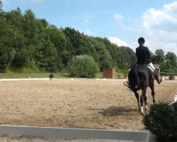 dressage horse Fleur Noir 11 (Westphalian, 2008, from Filmstar II)