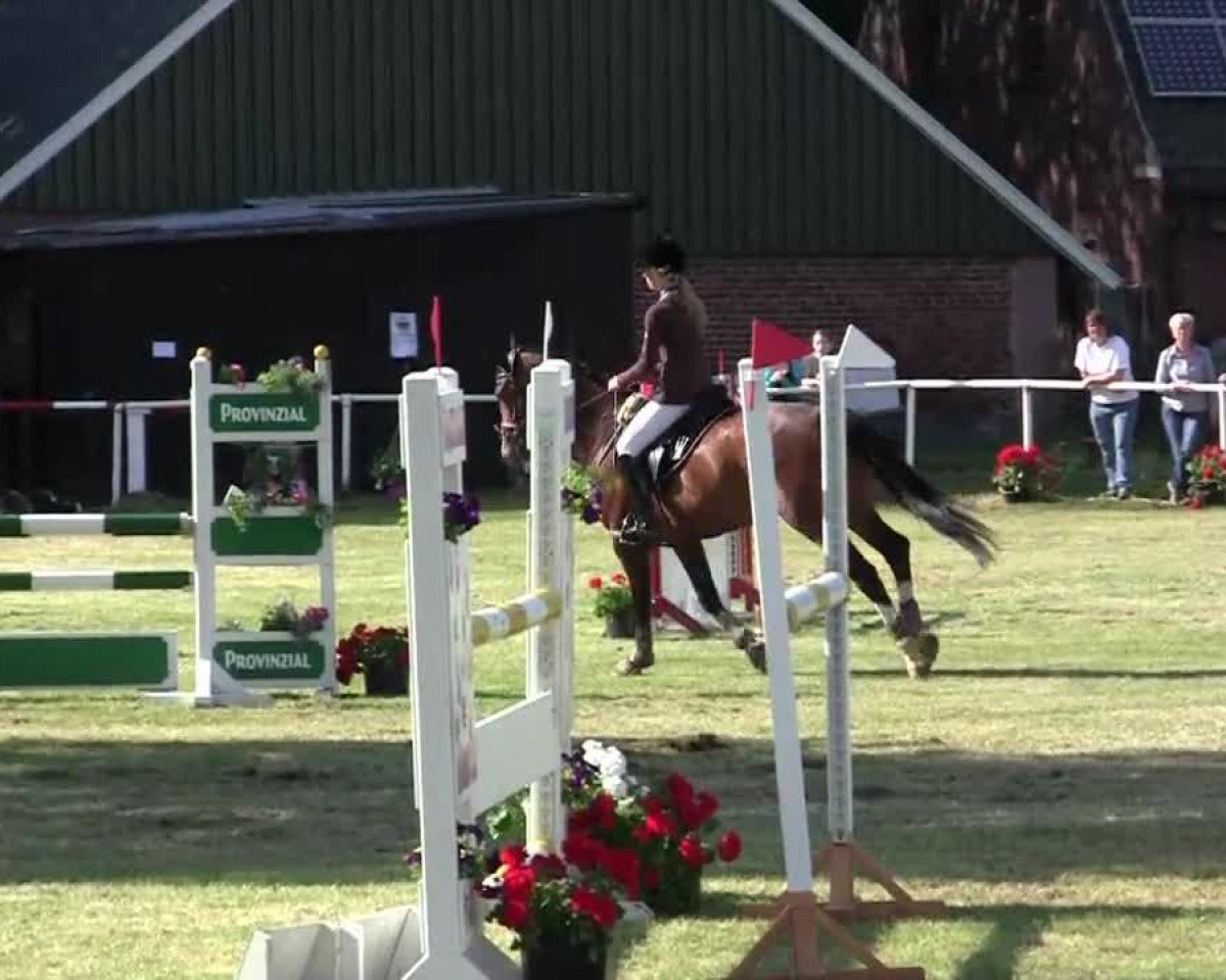 jumper Twan 2 (KWPN (Royal Dutch Sporthorse), 2000, from Sit This One Out xx)