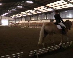 dressage horse Famous Diamond (Westphalian, 2006, from Floresco NRW)