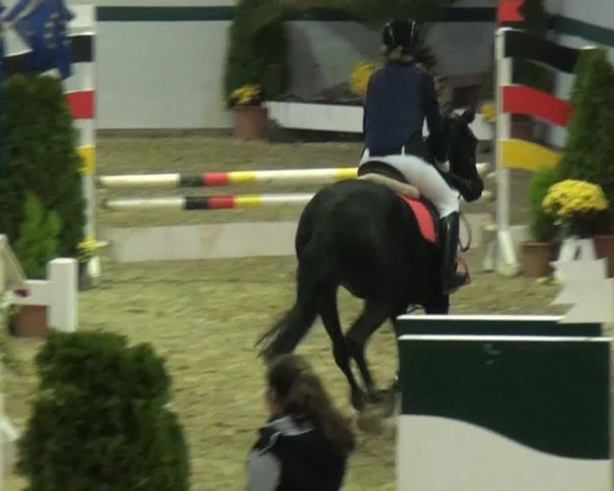broodmare Gilmore Girl F (German Riding Pony, 2007, from Genesis B)