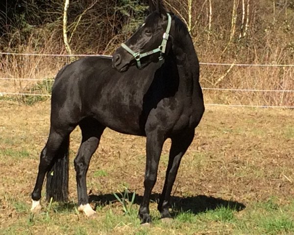 broodmare Grace 378 (Hanoverian, 2005, from Graf Grannus)