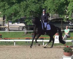 dressage horse Barnebie (Hanoverian, 2007, from Harmony's Baroncelli)