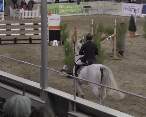 jumper Clara 89 (Hanoverian, 2007, from Cassus 2)