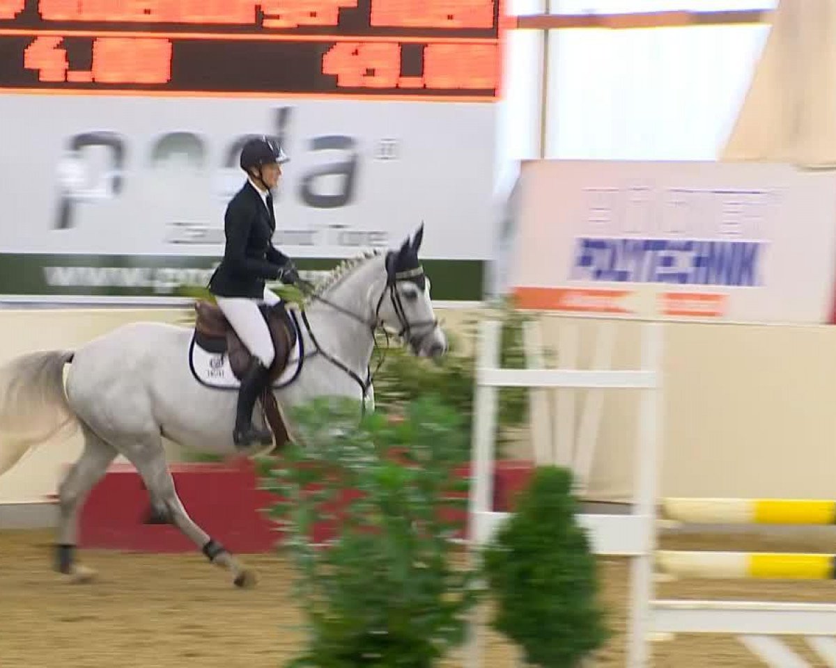 jumper Cassidy Z 2 (Zangersheide riding horse, 2007, from Cassinus)