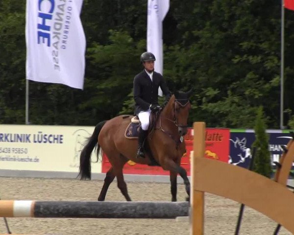 jumper Clinthaga (Oldenburg show jumper, 2007, from Clinton H)