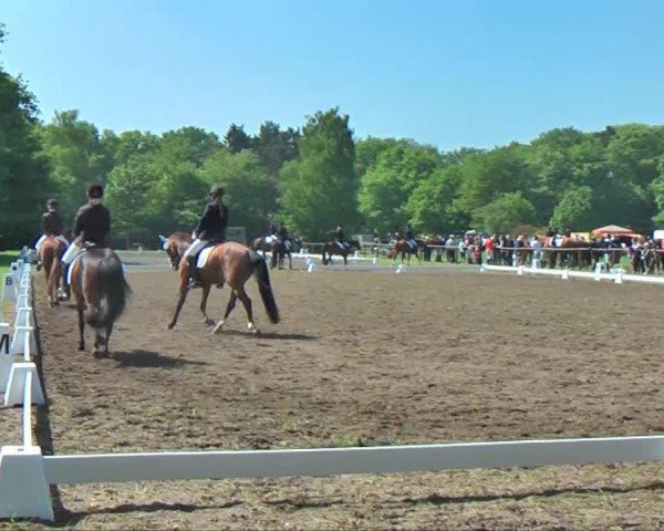 dressage horse Midnight-Lady 3 (Westphalian, 2006, from Mac Namara)