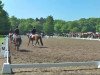 dressage horse Midnight-Lady 3 (Westphalian, 2006, from Mac Namara)