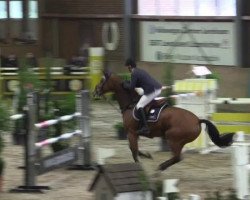 jumper Littlefoot 32 (Oldenburg show jumper, 2007, from Lord Pezi)