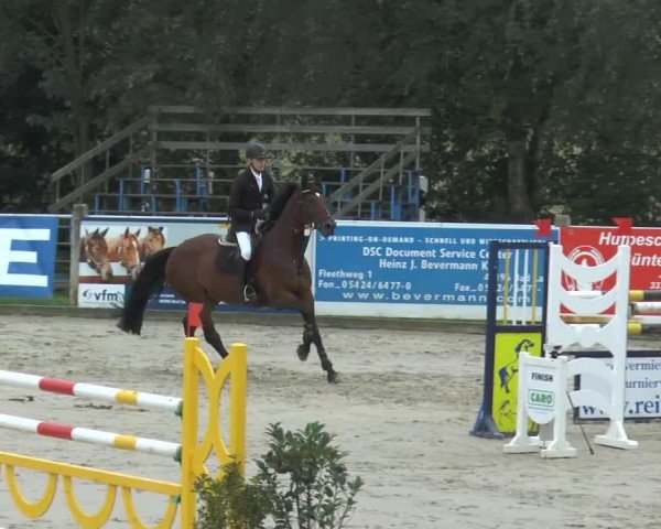 jumper Nikita 451 (Oldenburg show jumper, 2007, from Nintender)