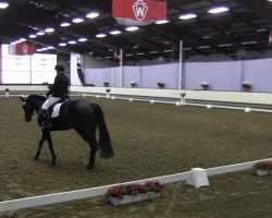 dressage horse Hillary 86 (Hanoverian, 2007, from Hotline)