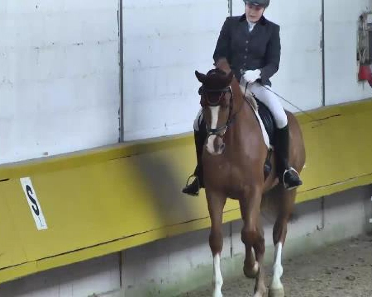 dressage horse Briano (Oldenburg, 2008, from Briar)