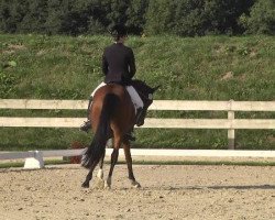 dressage horse Da Vinci 220 (German Riding Pony, 2006, from FS Don't Worry)