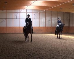 dressage horse Dina F (Westphalian, 2008, from Don Bedo I)