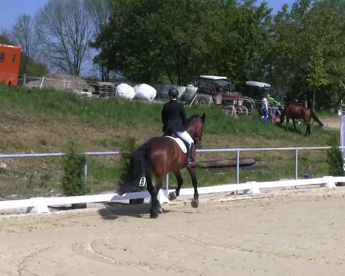 Dressurpferd Kallisto 8 (Westfale, 2004, von Finley M)
