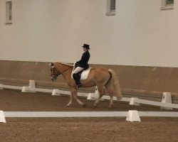 dressage horse Darina (4,69% ox) (Edelbluthaflinger, 1997, from Naxan (6,25% ox))