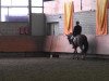 dressage horse Do it 26 (Westphalian, 2007, from Damon Hill)