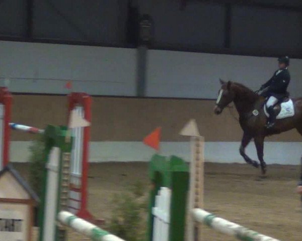 jumper Stoliro (Oldenburg show jumper, 2006, from Stolzenberg)