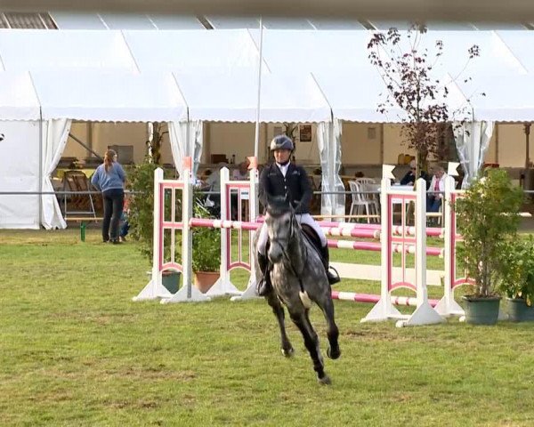 jumper Coupinia (Oldenburg show jumper, 2006, from Coupe de Coeur 2)