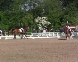 dressage horse Josy 126 (Rhinelander, 2000)