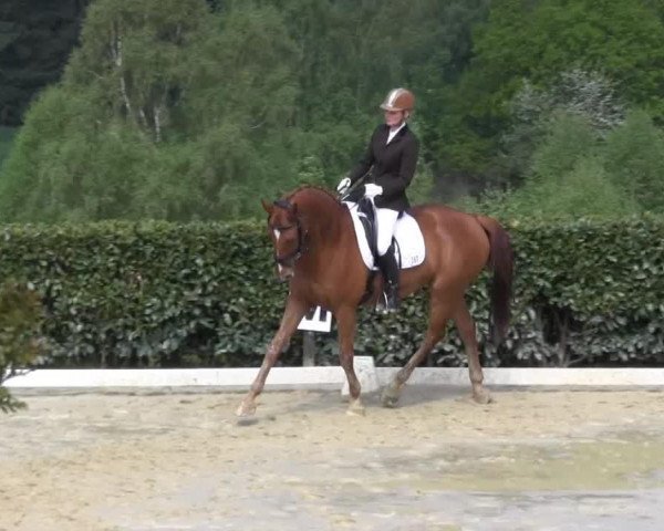 dressage horse Quincy 144 (Westphalian, 2006, from Quidam's Rubin)