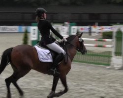 jumper Delia 109 (German Riding Pony, 2007, from Halifax)