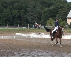 dressage horse Lord 1088 (German Riding Pony, 2006, from Laudatio)