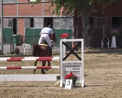 jumper Winnie 304 (Hanoverian, 2008, from Walzertakt)