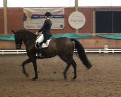 dressage horse Revers Side (Hanoverian, 2002, from Romancero H)